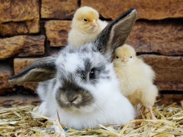 Chicks Have Arrived at CountryMax Stores