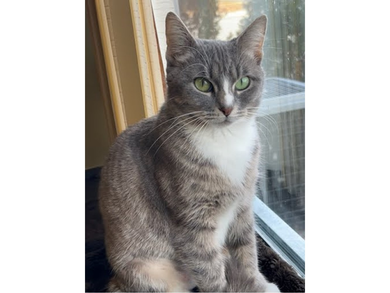 Frenchie:  Pet of the Week