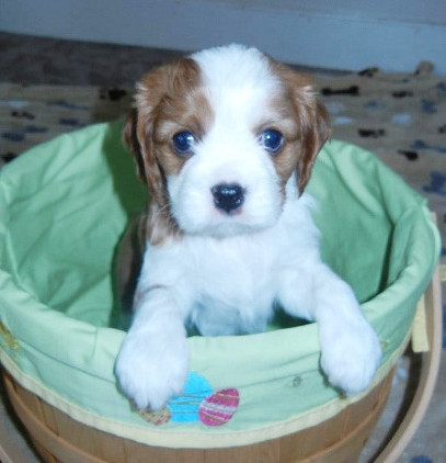 Help your pet handle the summer`s end