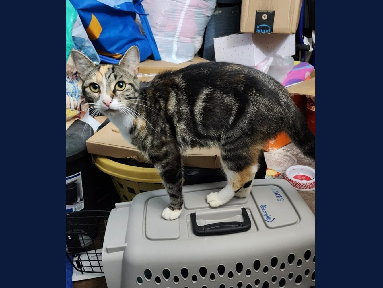Marigold: Pet of the Week
