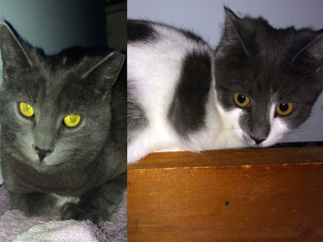 Adopt a Pet Today: Inseparable Siblings Jack and Jill
