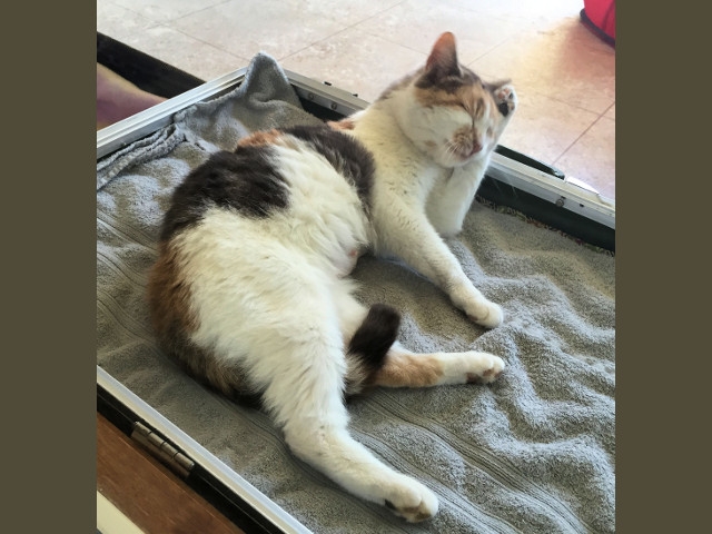 Adopt a Pet Today: Lady, a Friendly, Pretty Girl