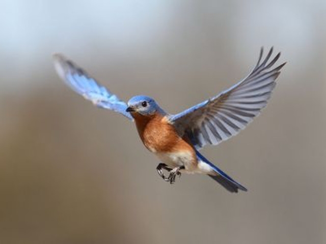 'Bluebirds with Mr. Rogers' Planned For May 1st