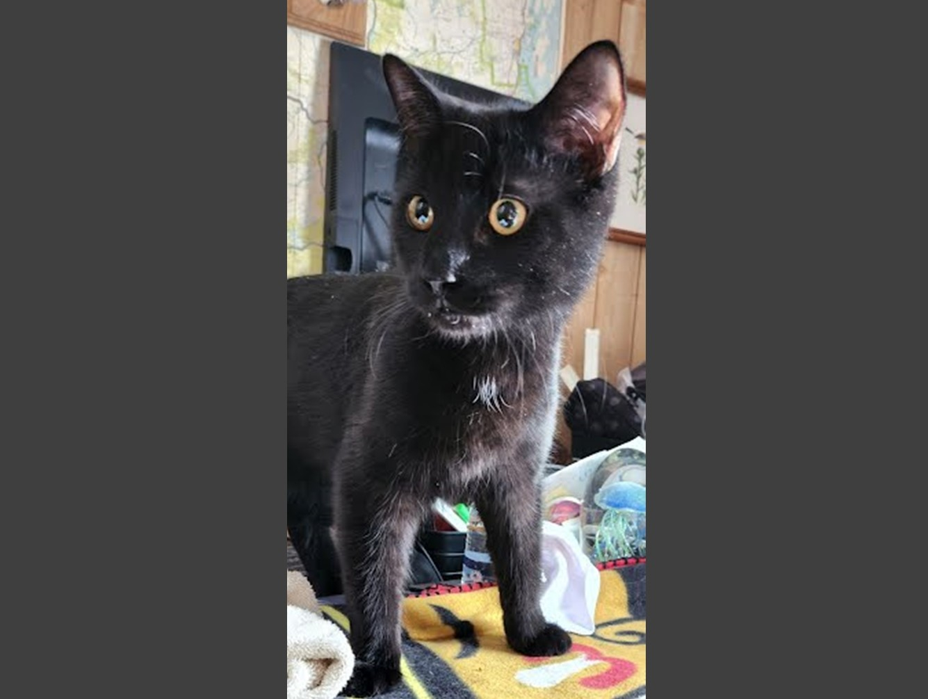 Little Man: Pet of the Week