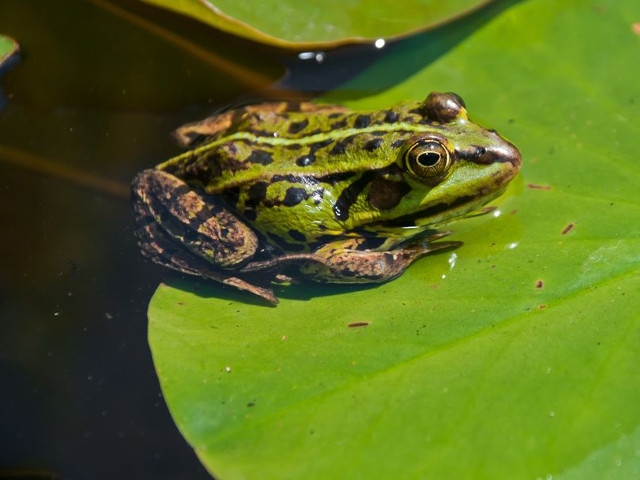 Guided Hikes in July at the Amboy 4-H Environmental Education Center