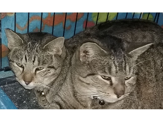 Adopt a Pet Today: An Inseparable Pair