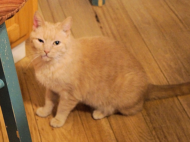 Adopt a Pet Today: Buttercup is Shy, Pretty, Buff-Colored
