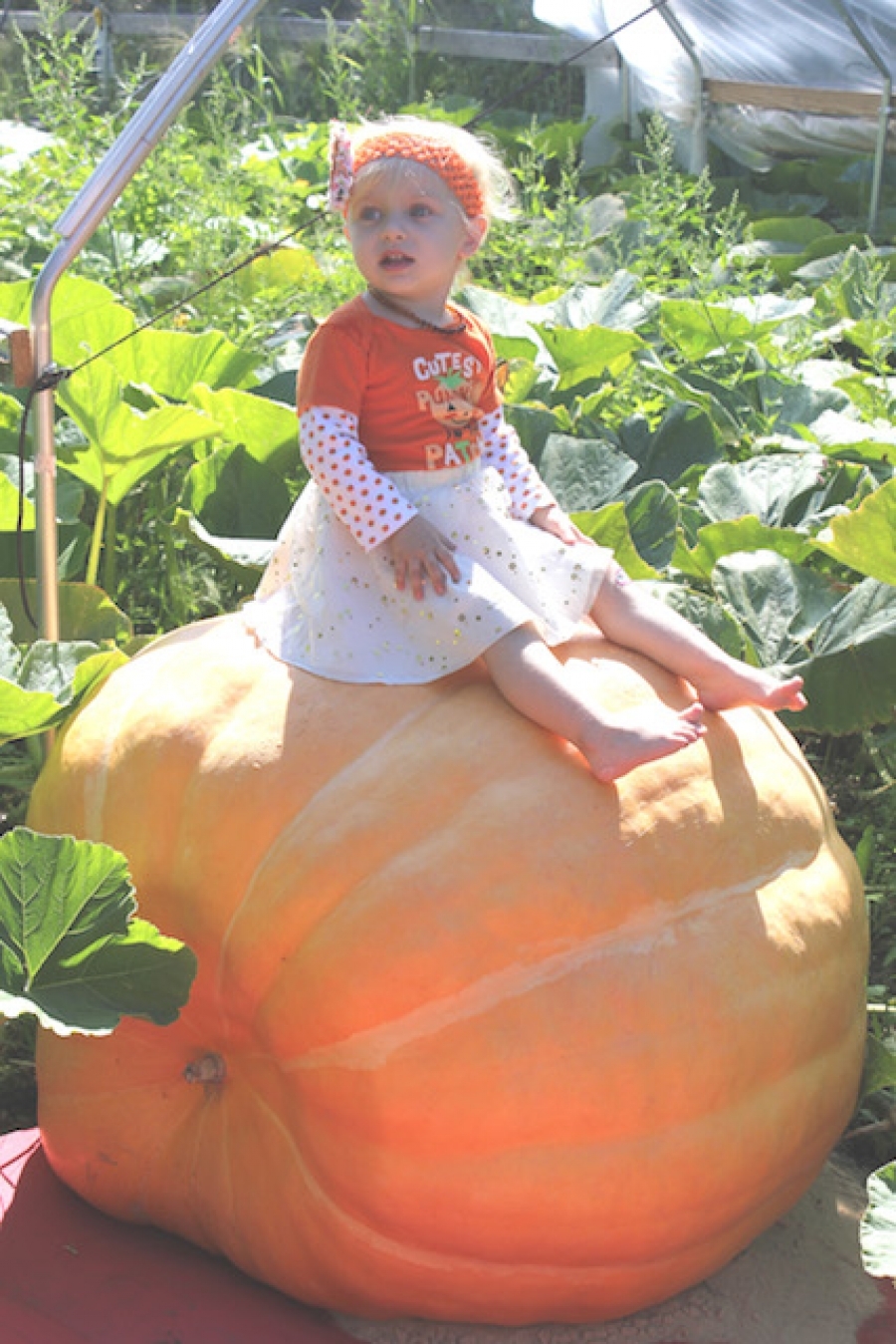Fun For All at the CNY Great Pumpkin Festival