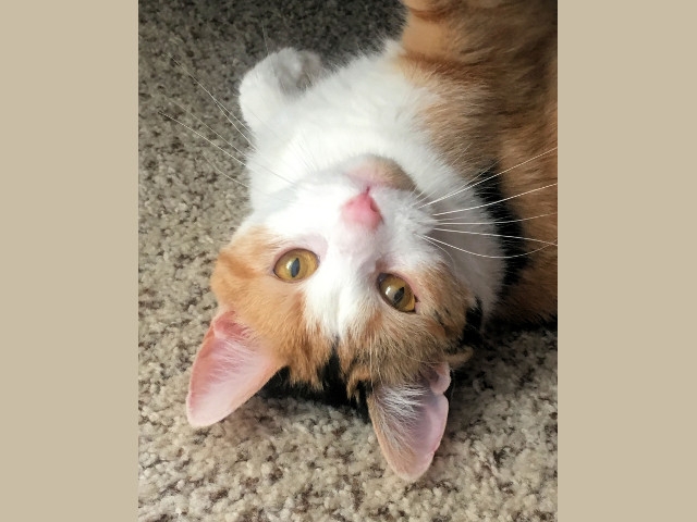Adopt a Pet Today: Halo, a Petite Calico