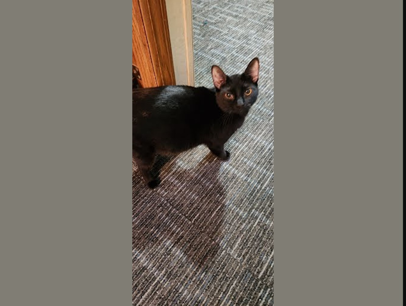 Kit Kat: Pet of the Week