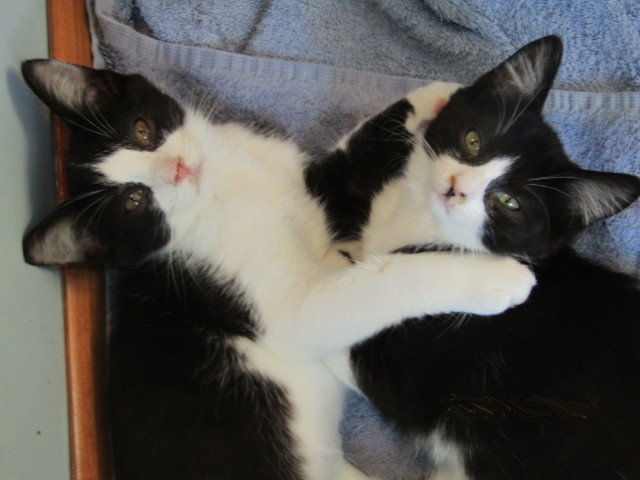 Adopt a Pet Today: Jazzy &amp; Jager, Bookends