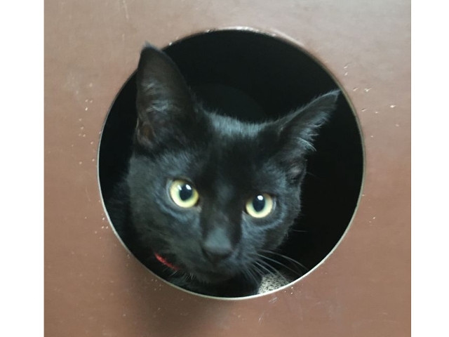 Adopt A Pet Today: Bubbles Is Comfortable With New Places