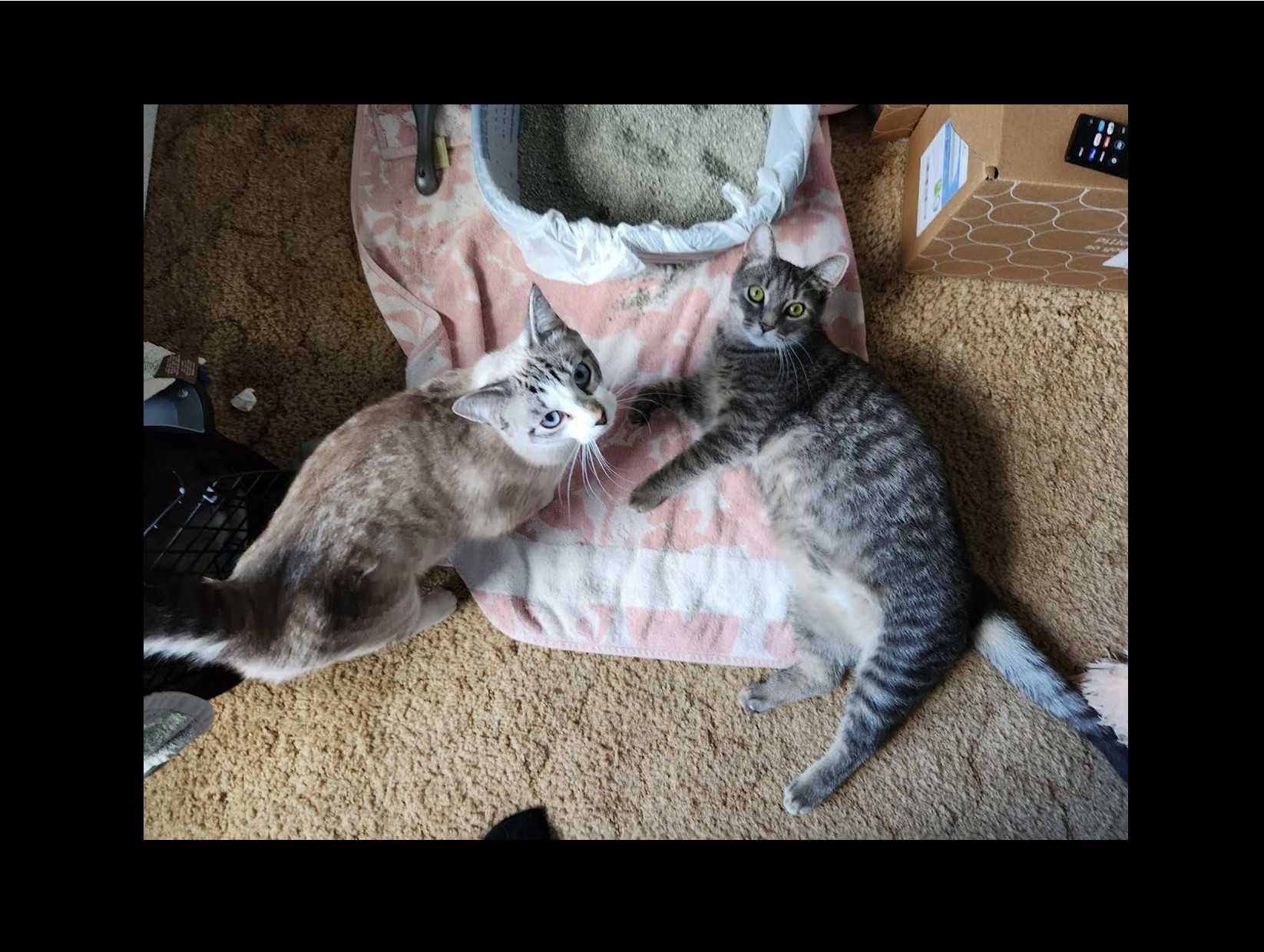Pets of the Week: Peas &amp; Asparagus