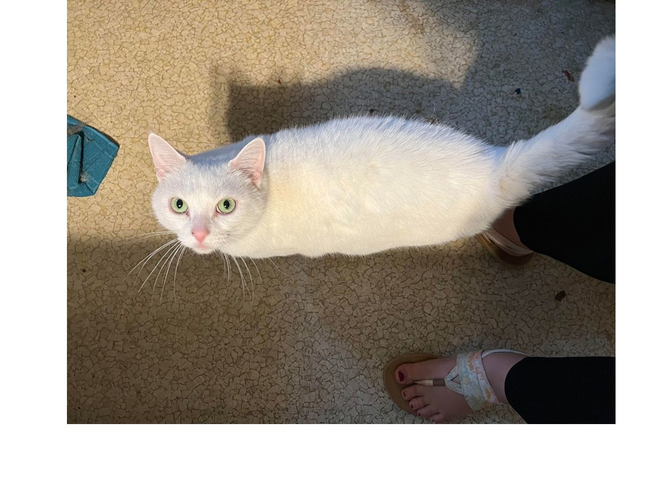 Athena : Pet of the Week