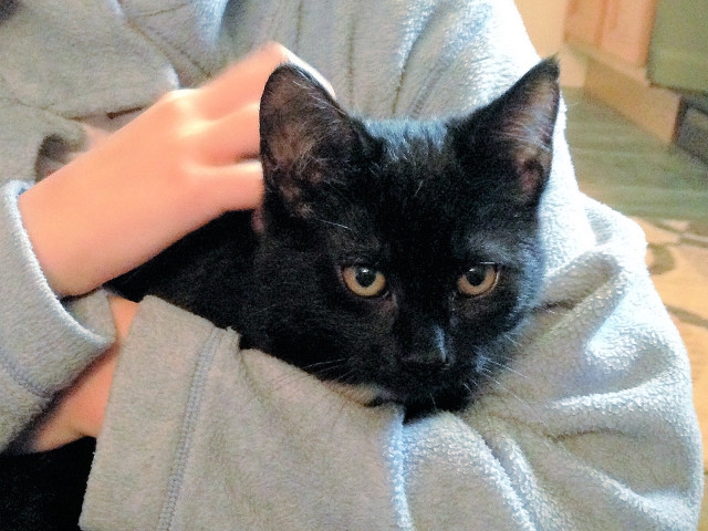 Adopt a Pet Today: Junior, a Cuddly Black Youngster