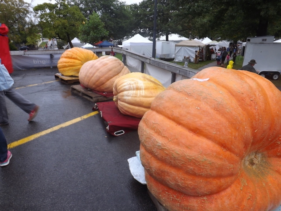 Pumpkins Galore at CNY Great Pumpkin Festival