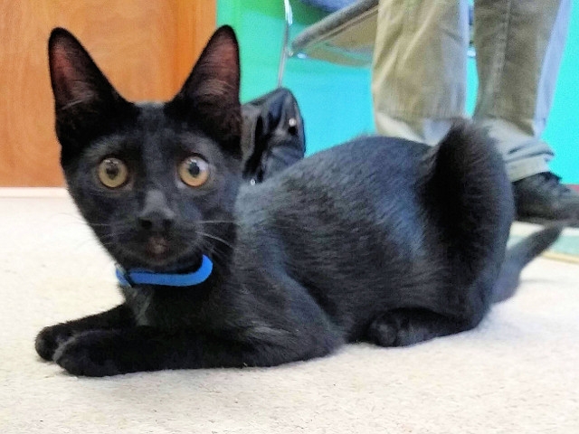Adopt A Pet Today: Colin is Sweet, Playful, Curious