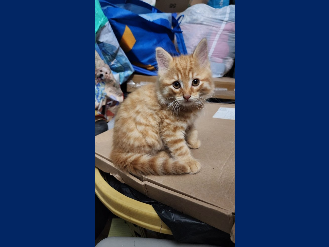 Blossom: Pet of the Week