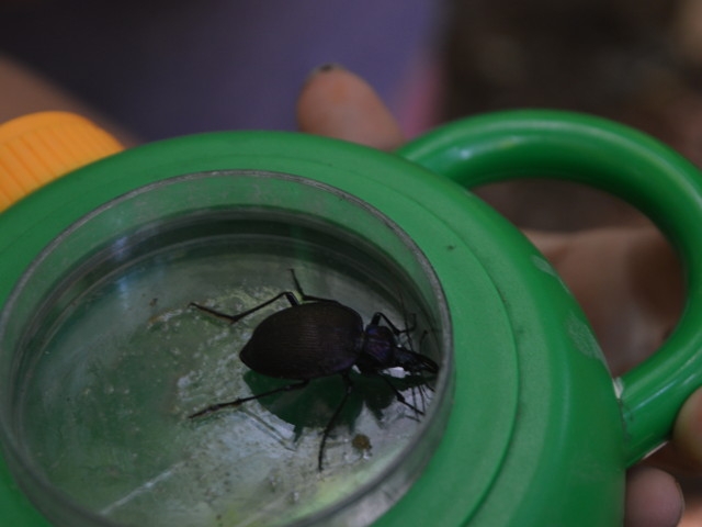 Insectaganza at the Amboy 4-H Environmental Education Center
