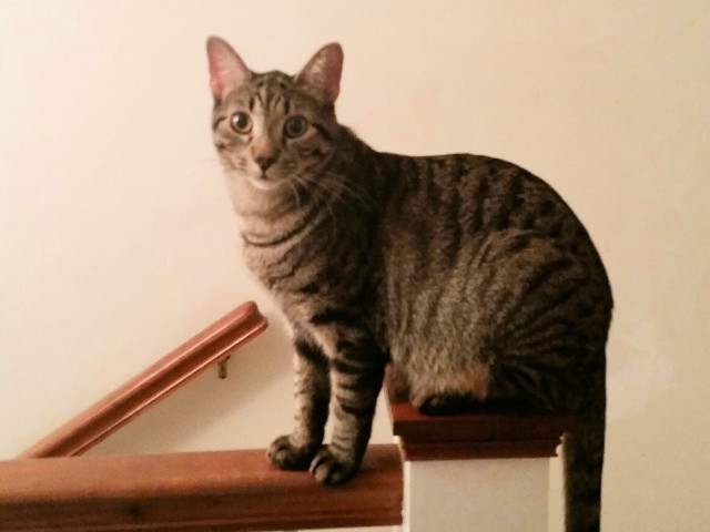Adopt a Pet Today: Young, Strong, Beautiful Suki