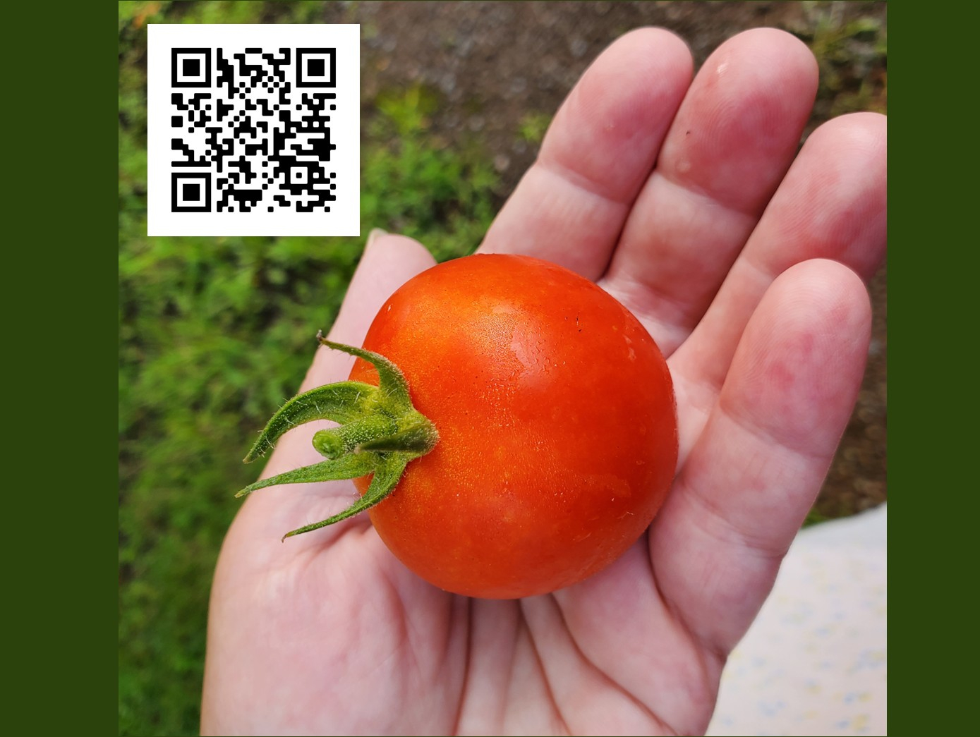 Vegetable Gardening for Beginners