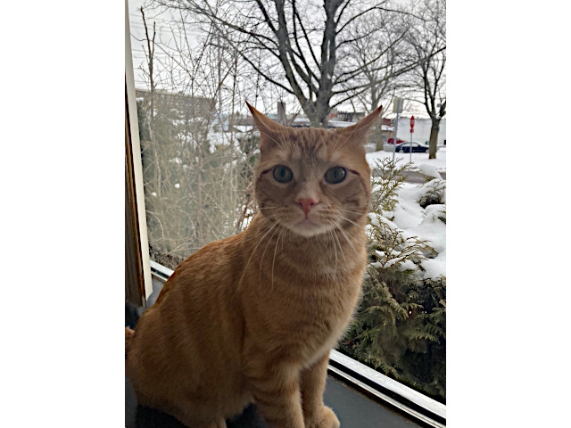 Adopt A Pet Today: Emile, Very Handsome