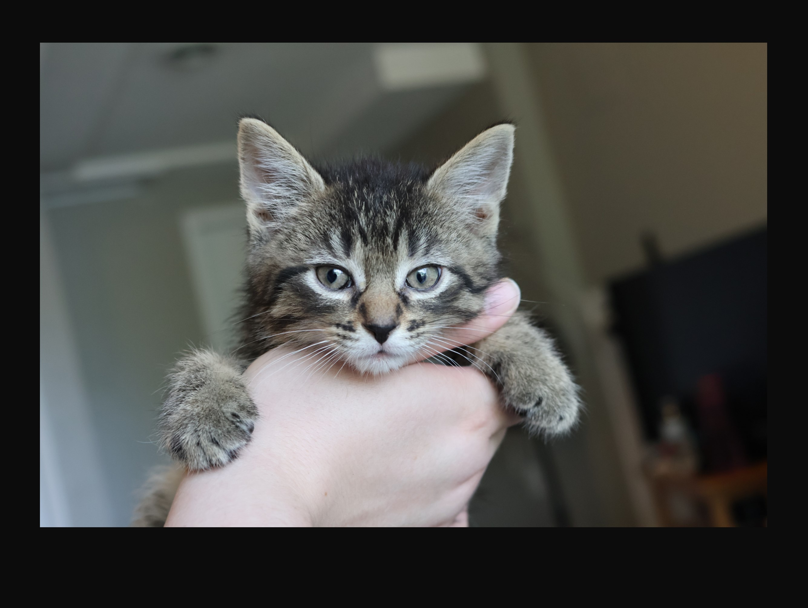 Pop: Pet of the Week