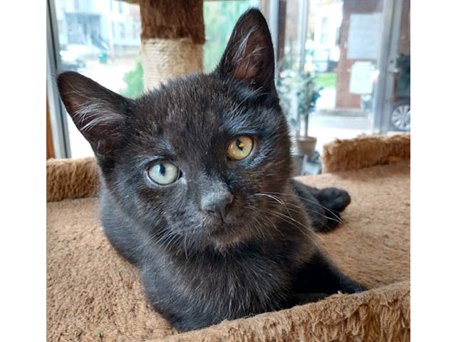 Oswego County Humane Society Pet of the Week: Gravy