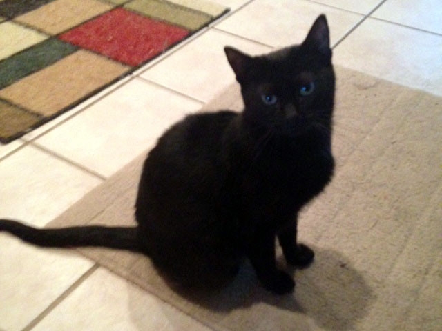 Adopt a Pet Today: Cher, with Piercing Soulful Eyes
