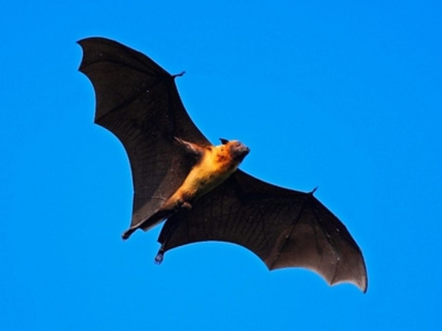 DEC Encourages New Yorkers to Help Safeguard Bats During Annual 'Bat Week'