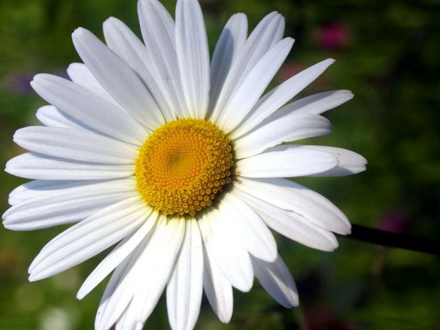 Burial – Marilyn Knoop – June 14, 2019