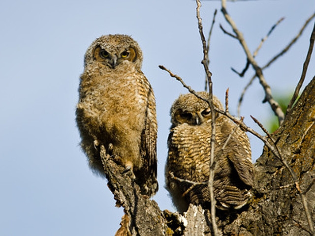 Sparks – Owls, A Two-Session Afterschool Science 4-H Club, Planned For Oct. 21st and 28th
