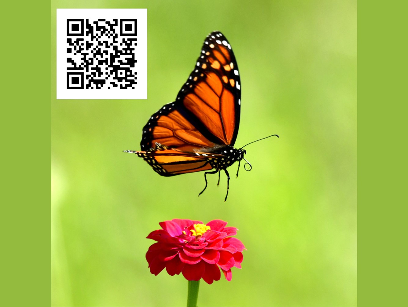 July Programs at the Amboy 4-H Environmental Education Center