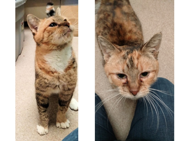 Adopt a Pet Today: Autumn, Loves to be Combed and Petted