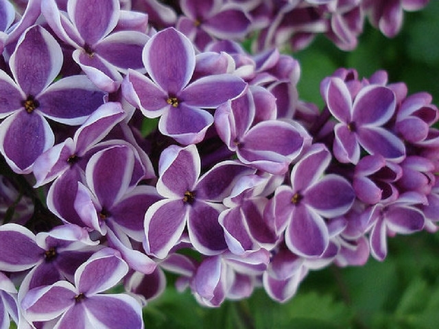 Margaret Pryor – September 1, 2017