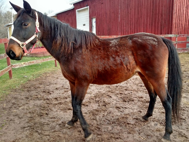 Adopt a Pet Today: Indy, 15.2 Hands, Good With Kids