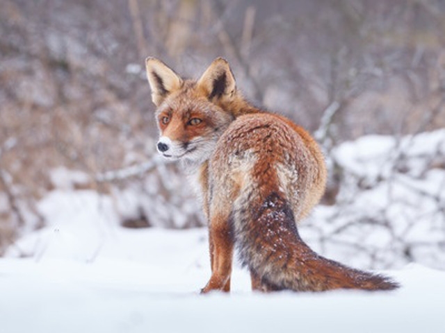 Be Aware of Wildlife to Guard Against Rabies Infection