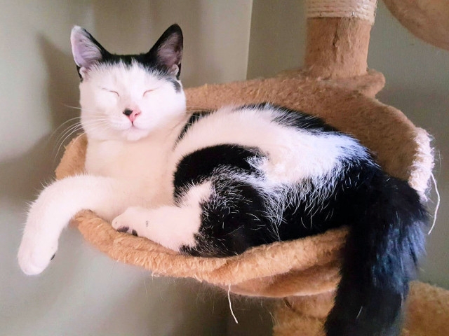 Adopt a Pet Today: Dobie, 10-Month Old Kitten