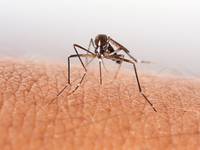 Oswego County Reports First 2017 Human Case of West Nile Virus