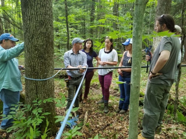 Introduction to Maple Syrup Production for Beginners