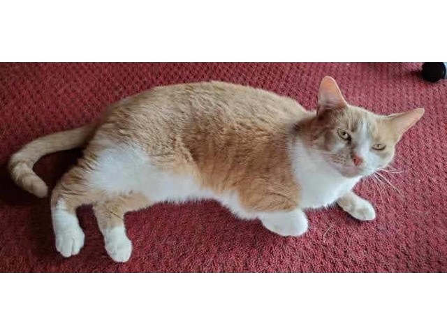 Adopt A Pet Today: Cindy Is Very Chatty