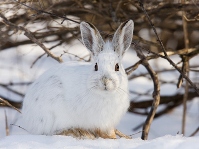 'Mad Hares of March' at Amboy 4-H Environmental Ed Center Mar 22