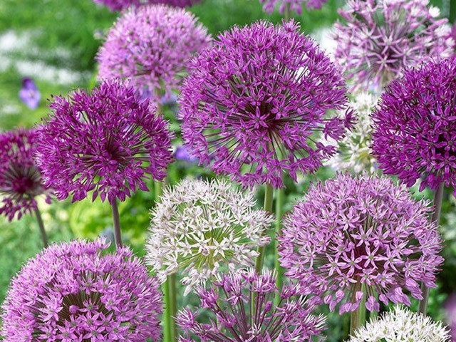 Brenda Woodard – November 13, 2017