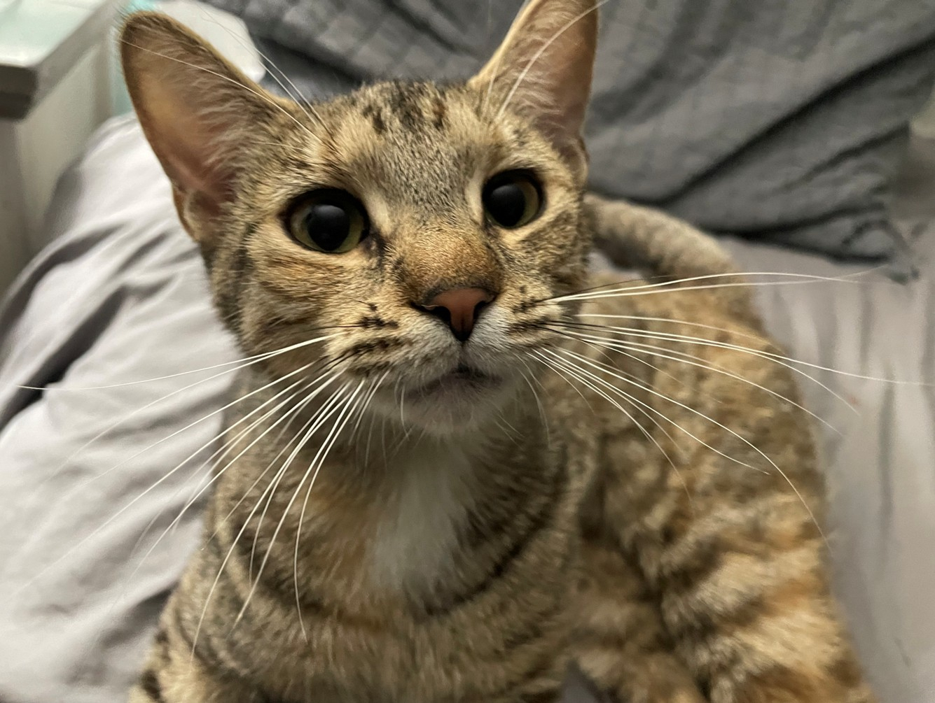 Ermintrude: Pet of the Week