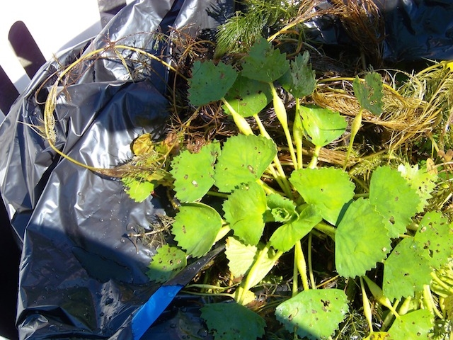 Volunteers to Participate in Salmon River Water Chestnut Pull