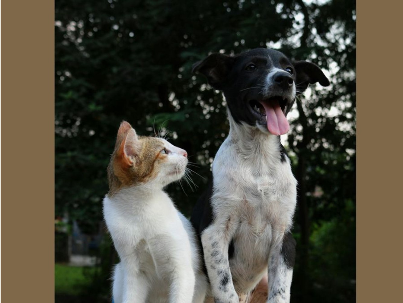 Bring Your Pets to Rabies Vaccination Clinic August 7