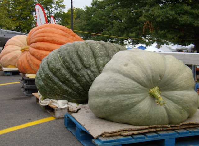 CNY Great Pumpkin Festival Set For October