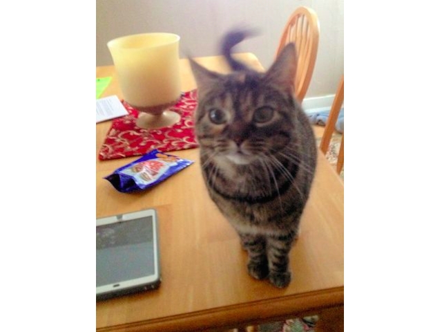 Adopt a Pet Today: Affectionate, Playful Grace