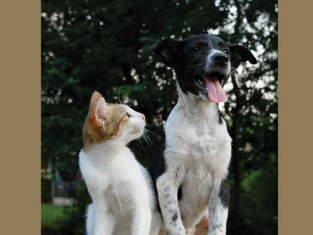 Pulaski Hosts Next Pet Rabies Vaccination Clinic May 7