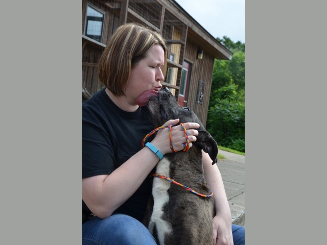 Adopt a Pet Today: Andy, a Catahoula Leopard Dog Mix